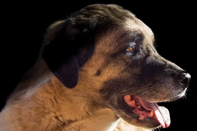 anatolian shepherd