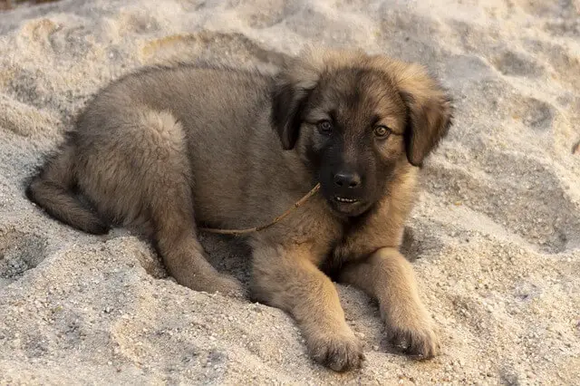 kangal puppy