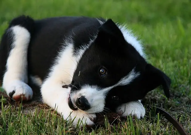 Perro de osos de Carelia