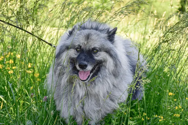 Keeshond