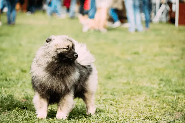 Keeshond