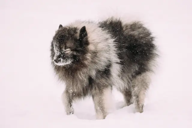 Keeshond