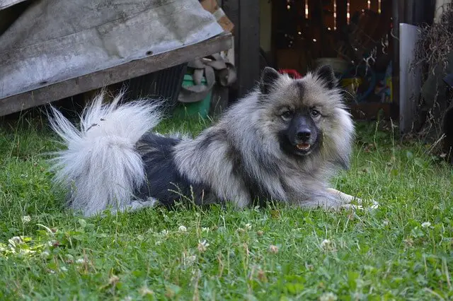 keeshond on grass