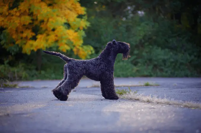 Kerry Blue Terrier