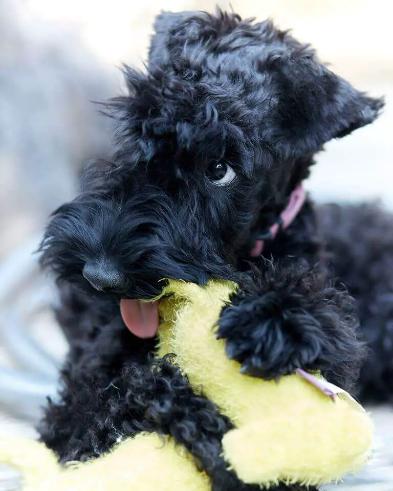 kerry blue terrier