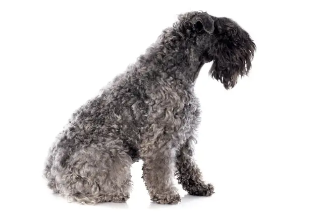 Kerry Blue Terrier