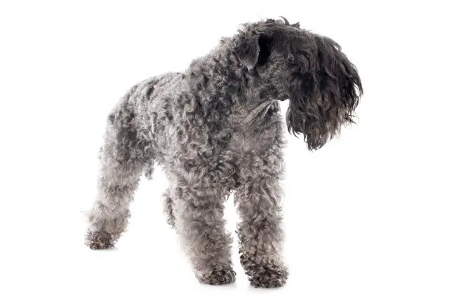 Kerry Blue Terrier