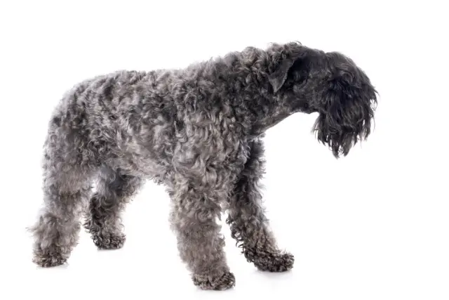 Kerry Blue Terrier