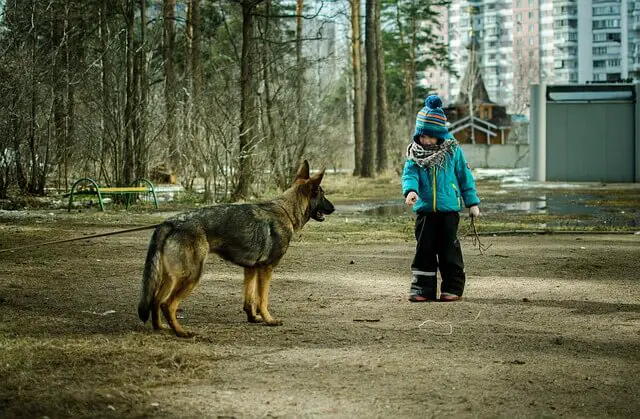 kid and a shepherd dog