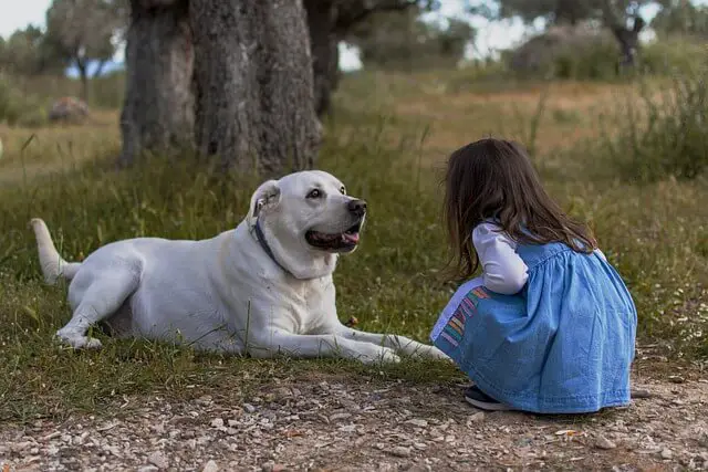 Niño acercándose a un perro