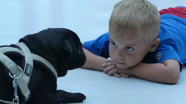 niño con un pug