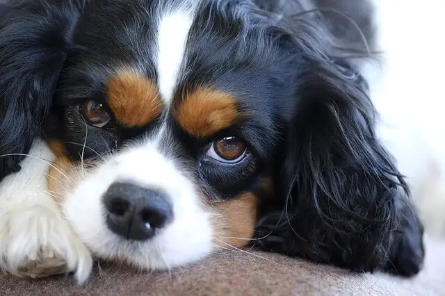 king charles spaniel