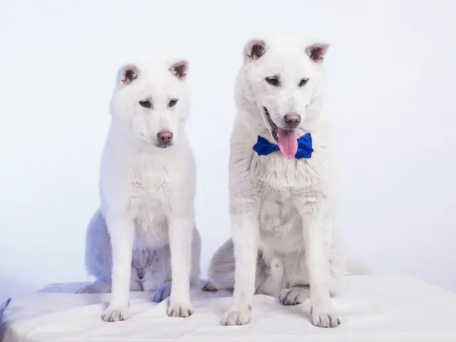 kishu dogs