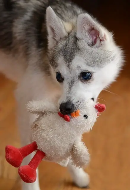 alaskan klee kai with toy