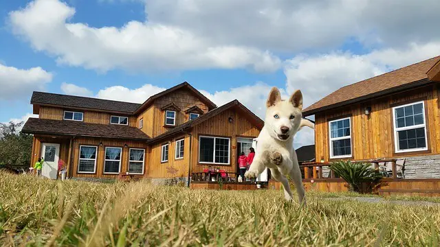 korean jindo