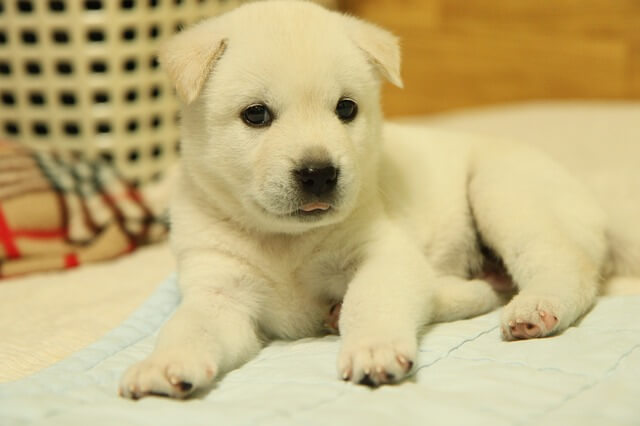 korean jindo