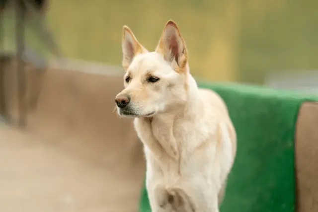 Korean Jindo