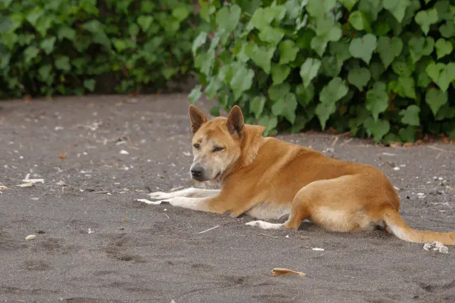 Korean Jindo