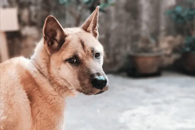 Korean Jindo