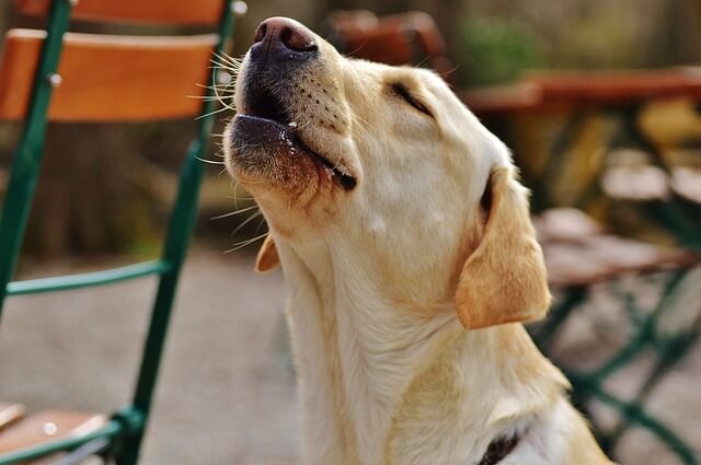 lab howling