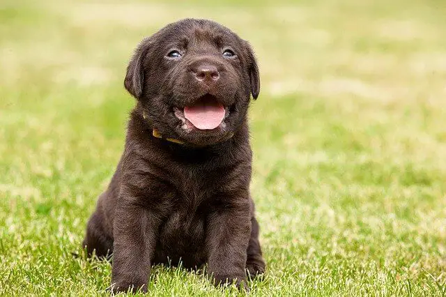 lab puppy chocolate