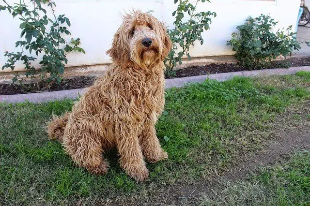 labradoodle adult