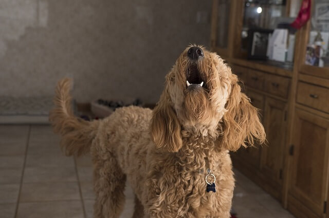 labradoodle bark