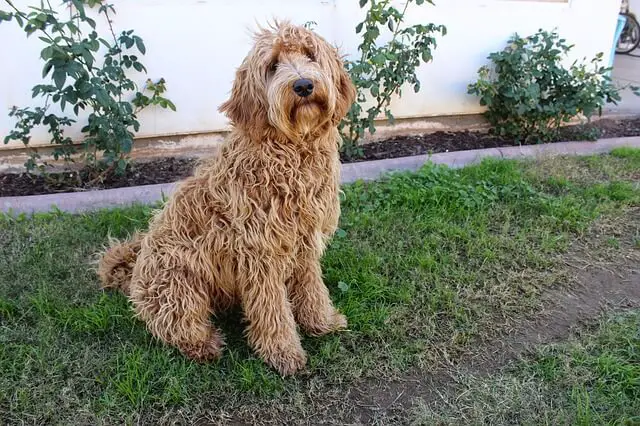 crema Labradoodle