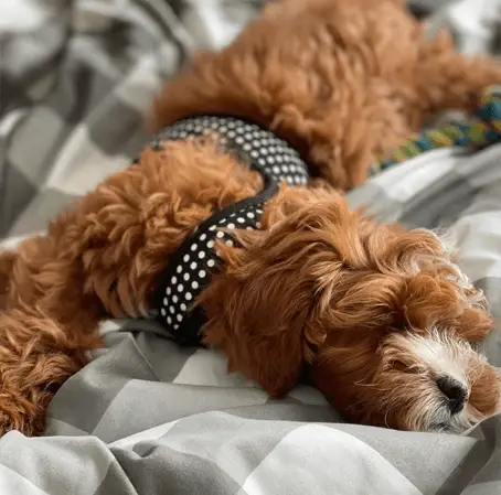 labradoodle mini sleeping