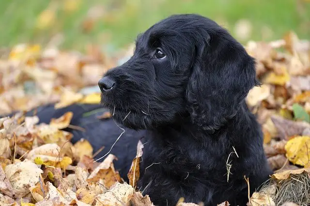 labradoodle puppy black