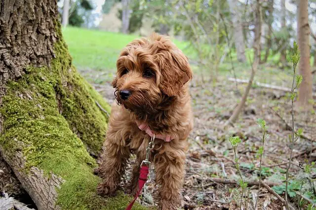 labradoodle puppy in park