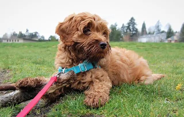 guinzaglio del cucciolo di labradoodle