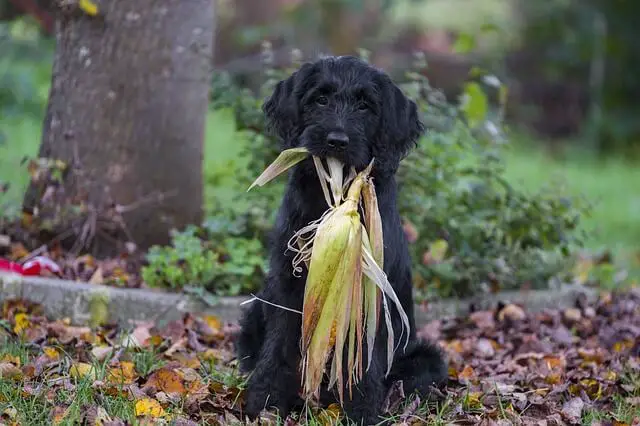 labradoodle with corn