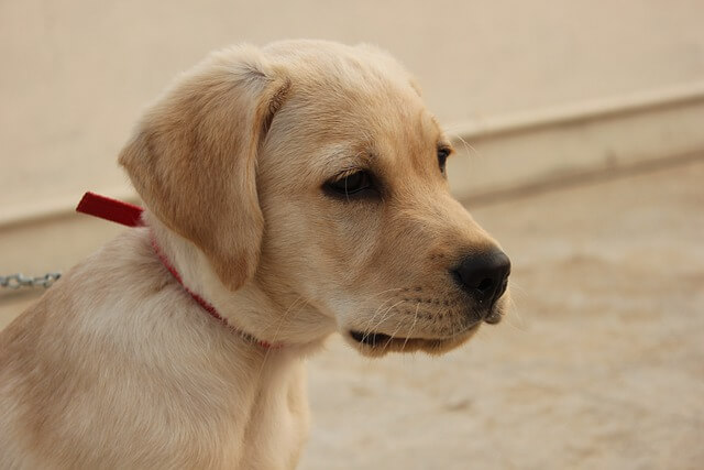 labrador