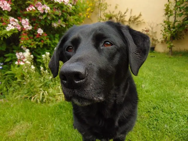 black labrador