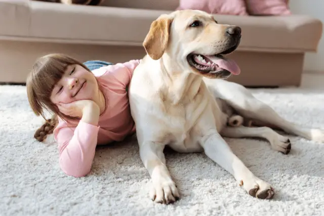 Labrador and kid