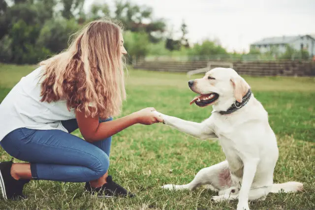 Labrador and owner