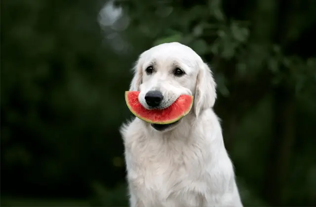 labrador and watermelon