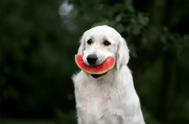 labrador i lubenica