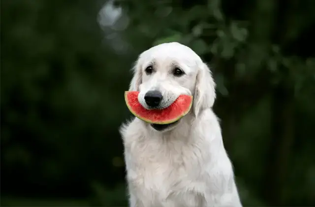 psi i lubenica