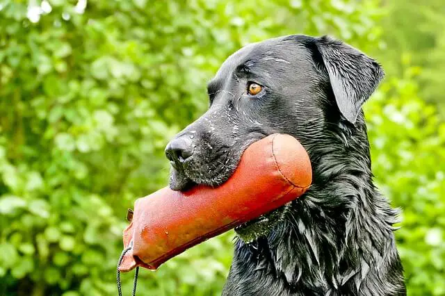 Labrador retriver