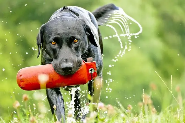 labrador black