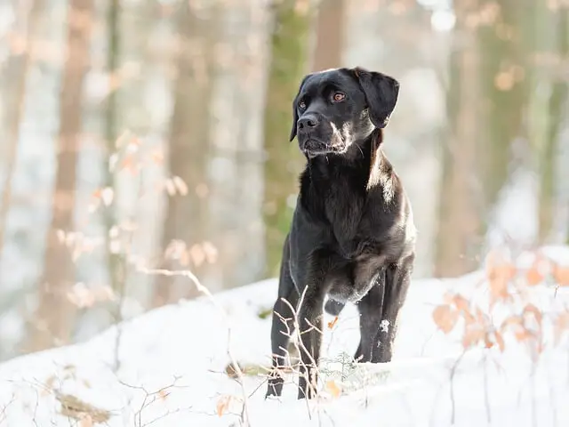 labrador black in woods