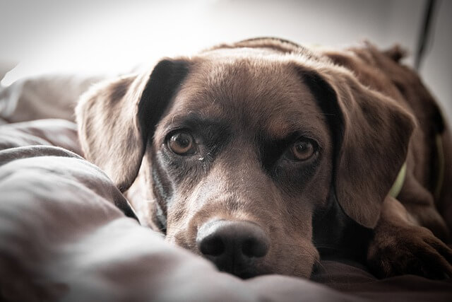 labrador closeup