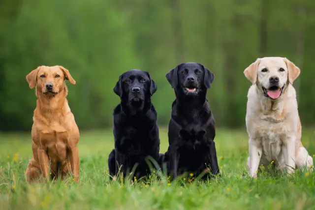 Labrador Retriever dogs