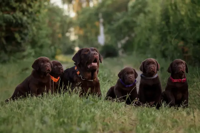 Labrador dogs