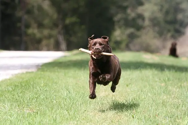 labrador fetching stick