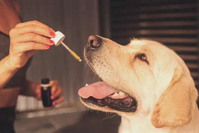 labrador obteniendo aceite de cbd