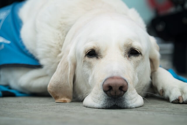 labrador laying