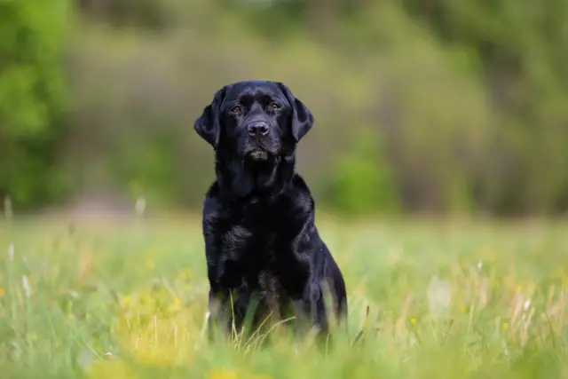 Labrador